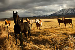 Northern Nevada horse property